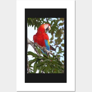 Scarlet Macaw Posters and Art